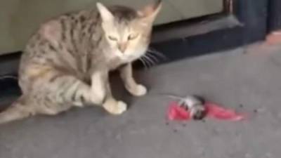 El ratón tuvo una genial idea para librarse del gato. Foto: Facebook
